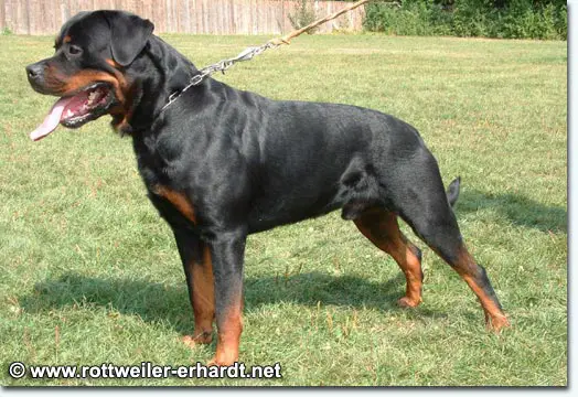 DT VDH CH KS'03 Cujo von der Burg Weibertreu