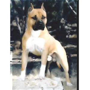 CH Grand Prix Icon O' Class