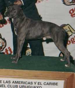 CH Blue Dart Do Vale Do Tibet