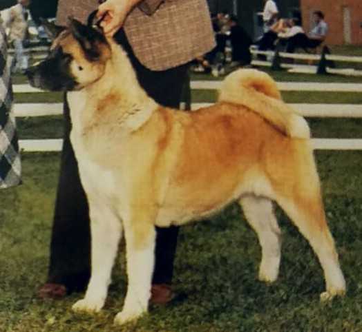 AKC CH Okii Yubi's Dragonhouse Ko-Go