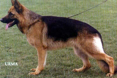 SG52 Maxi vom Niehorster Land