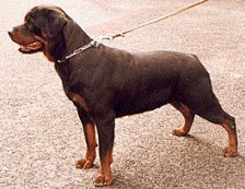 Xindi vom Obergrombacher Schloss