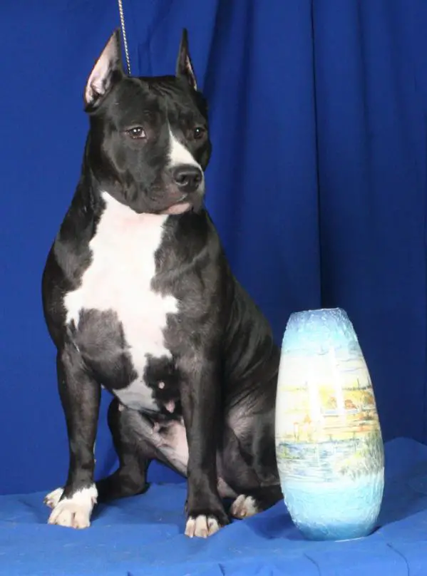 INT.CH, M.CH. Tequilla Boom From Stafhouse