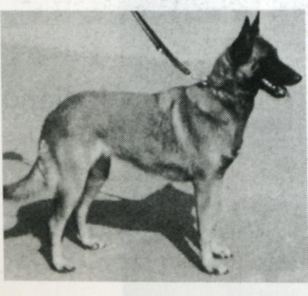 CHINT Rolly du Colombophile