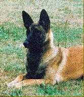 Lucky van Fort Oranje