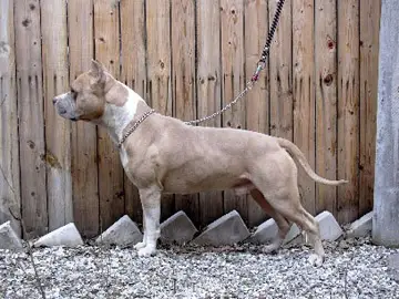 AKC CH CHRUS  CHRKF Sierra'S Iron Eagle