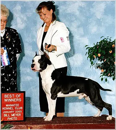 CH Sunbolt Vito The Enforcer