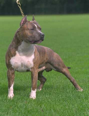 MULTI CH White Rock Chasskras El Diego