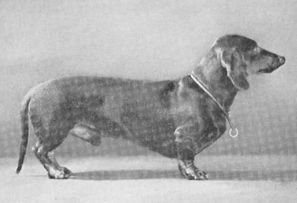 Asbeck's Erich