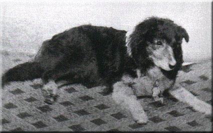 Old Cockie (?)