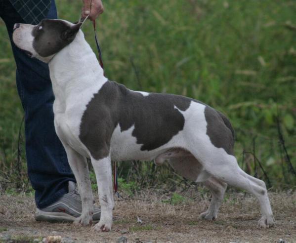 Mississippi Electra mamamia