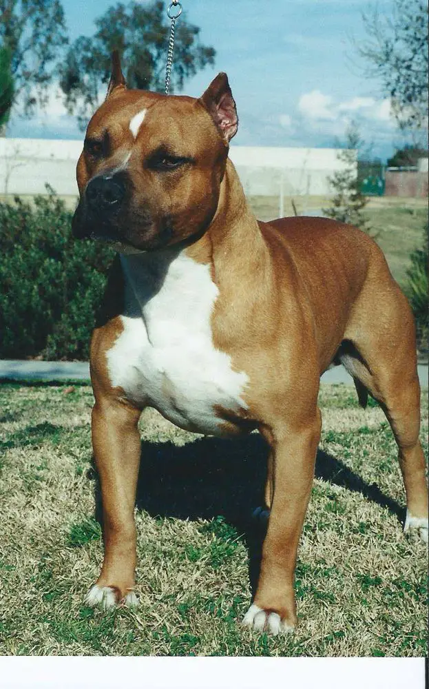 UWP GRCH 'PR' Larum's Daredevil Dakota of Luna