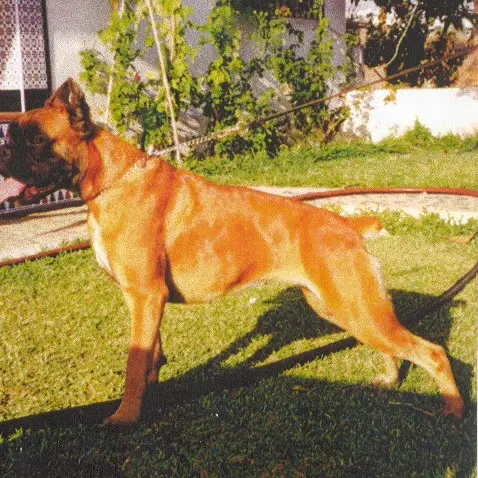 Onza de Mayrit