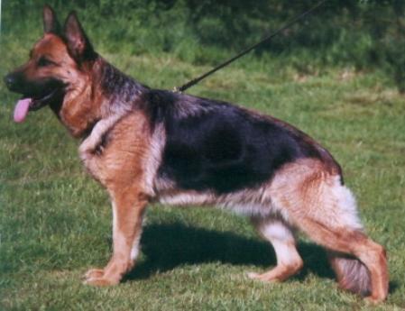 SG Heda vom Nordteich