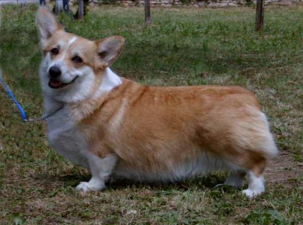 Colwyn Topaz at Corgilandia