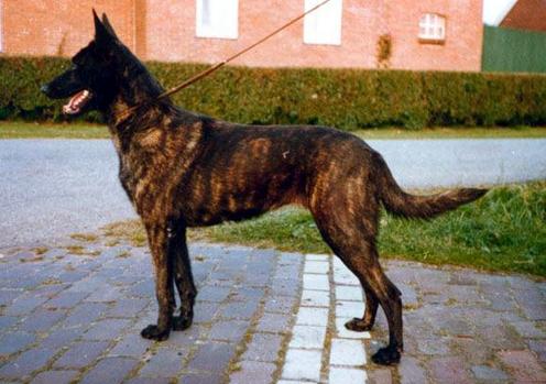 Rabas jenske v. breezand's bravoure