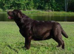 NAT'L CH. Ducktales Just In Case