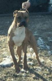 Leclerc's/Vogelpohl's Chopper