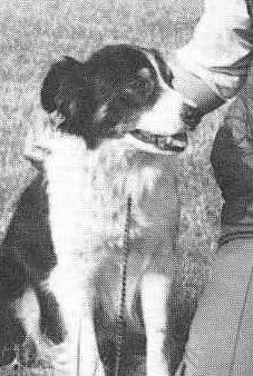 Eng Nat & Farm & Br Ch '85, Int Sup Ch '86 Bess (ISDS 101142)