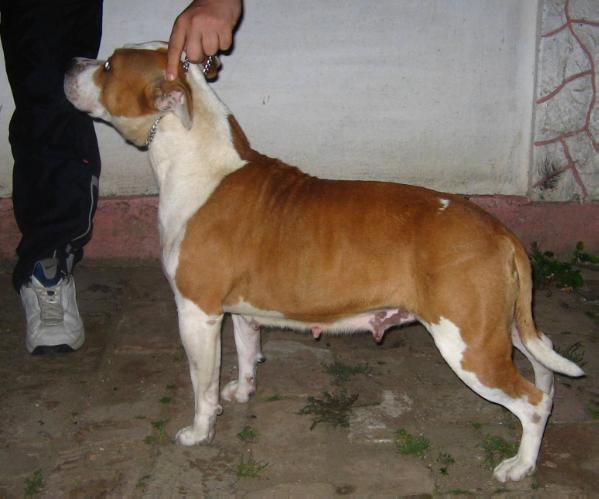 MS Precious Stones  Miss Freedom