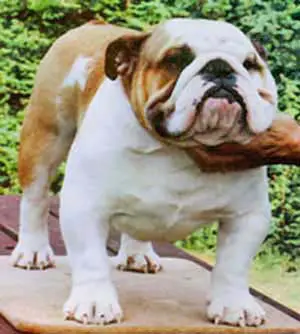 Lynmans Living Legend