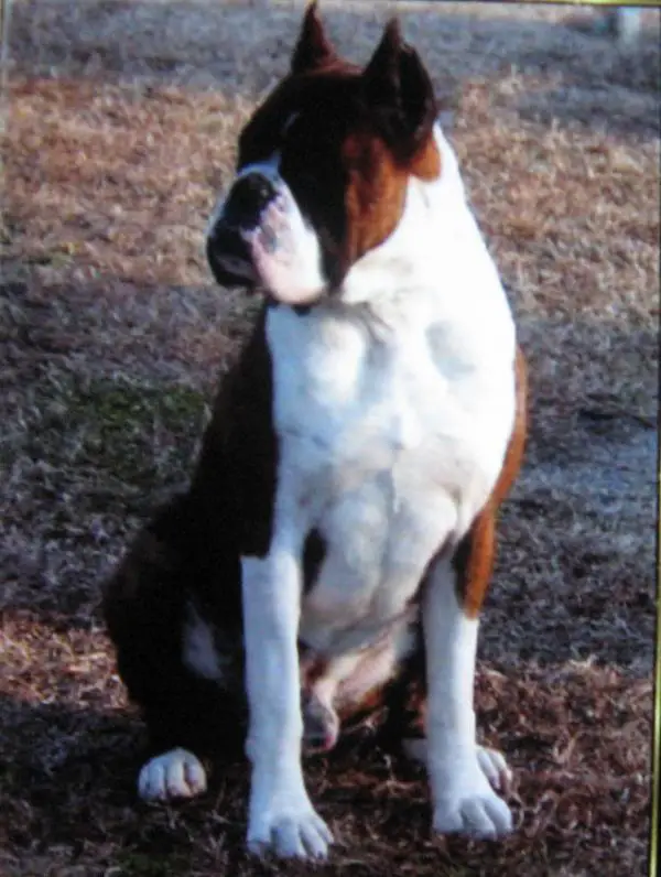 Rufus Earl Of Quail Croft