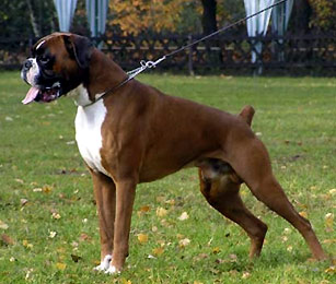 Szabo du Val d¿Europe