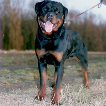 CHYU Bazi vom Zimmerplatz