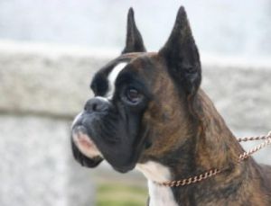 Gitana de las Arillas