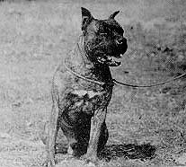 Franstal's Hoppelessly Devoted