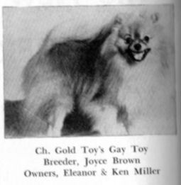 CH Gold Toy's Gay Toy