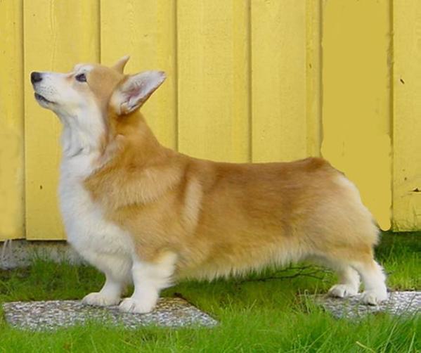 Salvenik Sweet Times