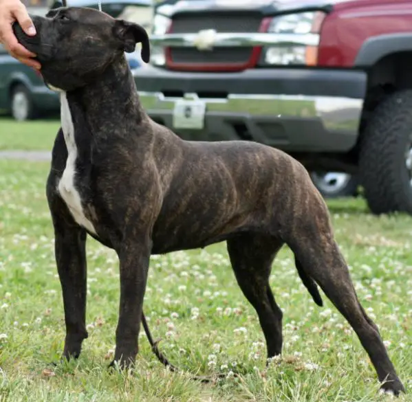 CH Konfederate Kennel's American Idol
