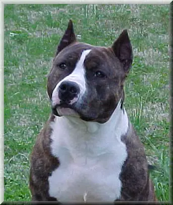 CH Benmars Black Hawk