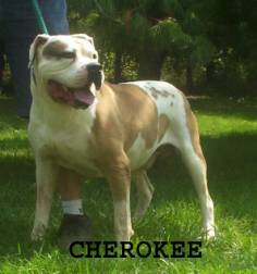 Wiese's Cherokee Chief