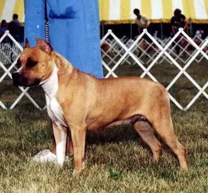 CH Rowdytown's Autumn Breeze