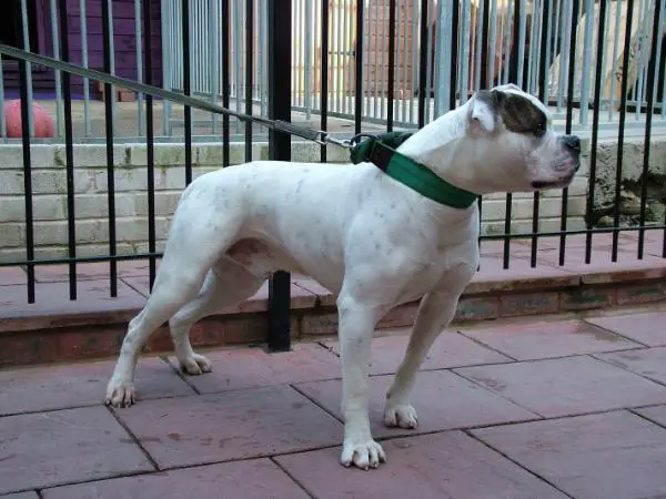 GSK's One Eyed Jack's