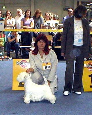 Coca-Cola of Surprise