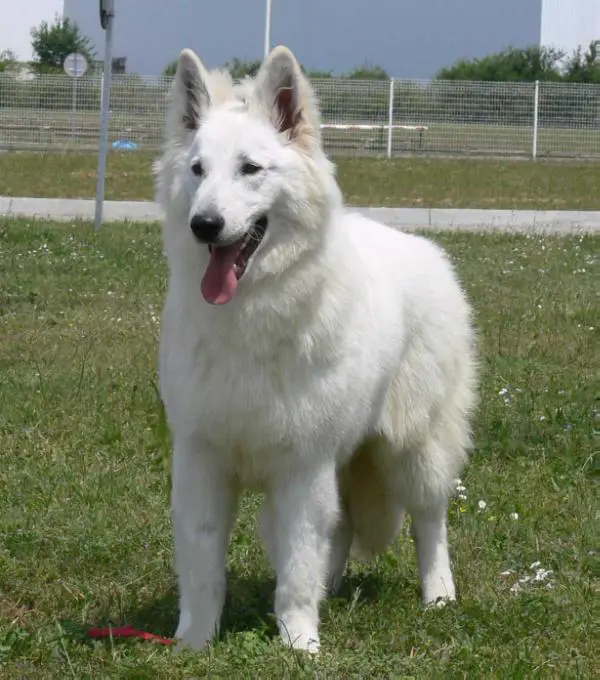 CH LUX Angel Dream Du Bois Des Ternes