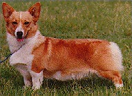 AM CH Caralon'S Chelsey Of Horoko