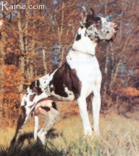 Kollo vom Lindenkrug