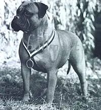 Ch. Ladybug I'm Rose Barrette