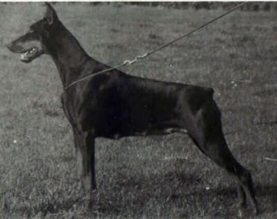 INT'L.CH Alexa v Heiderhof