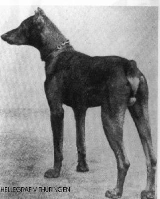 BDSGR Hellegraf Von Thüringen
