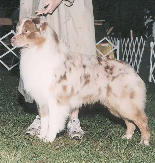 Eloradanan Propwash Zigzagzoom