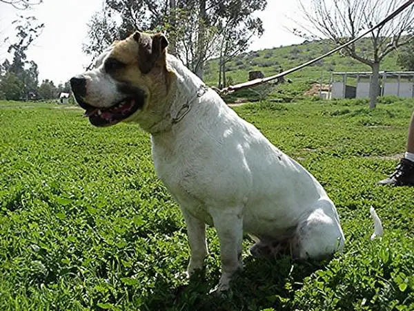 Hojsak's Mad Maximus