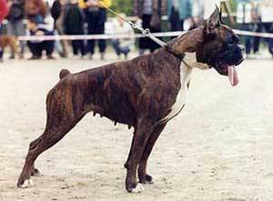 CH RUS Adelaida