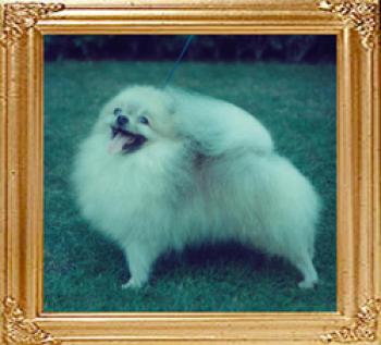 Hadleigh King Of The Stars