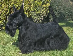 INT/NLD/BELG/LUX CH Lucia's Dream Shocking Rumor