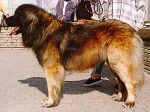 Meus Amicus Qingdiaz